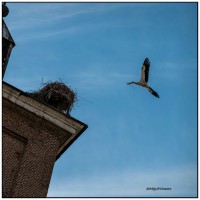 B1 Alcala Cigognes 5343