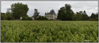 Chateau Lamothe 5825 5829
