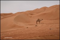 13 Wahiba Sands 3469